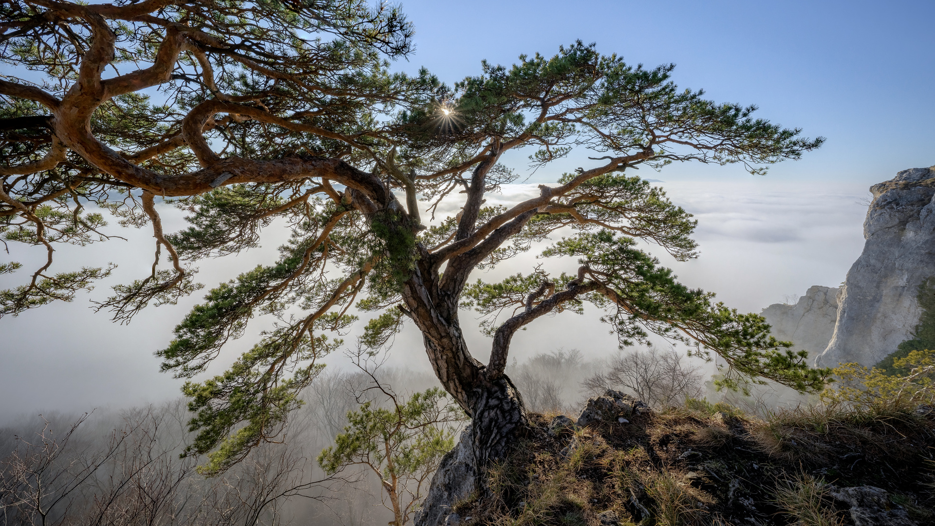 Nebelmeer mit Baum