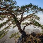 Nebelmeer mit Baum