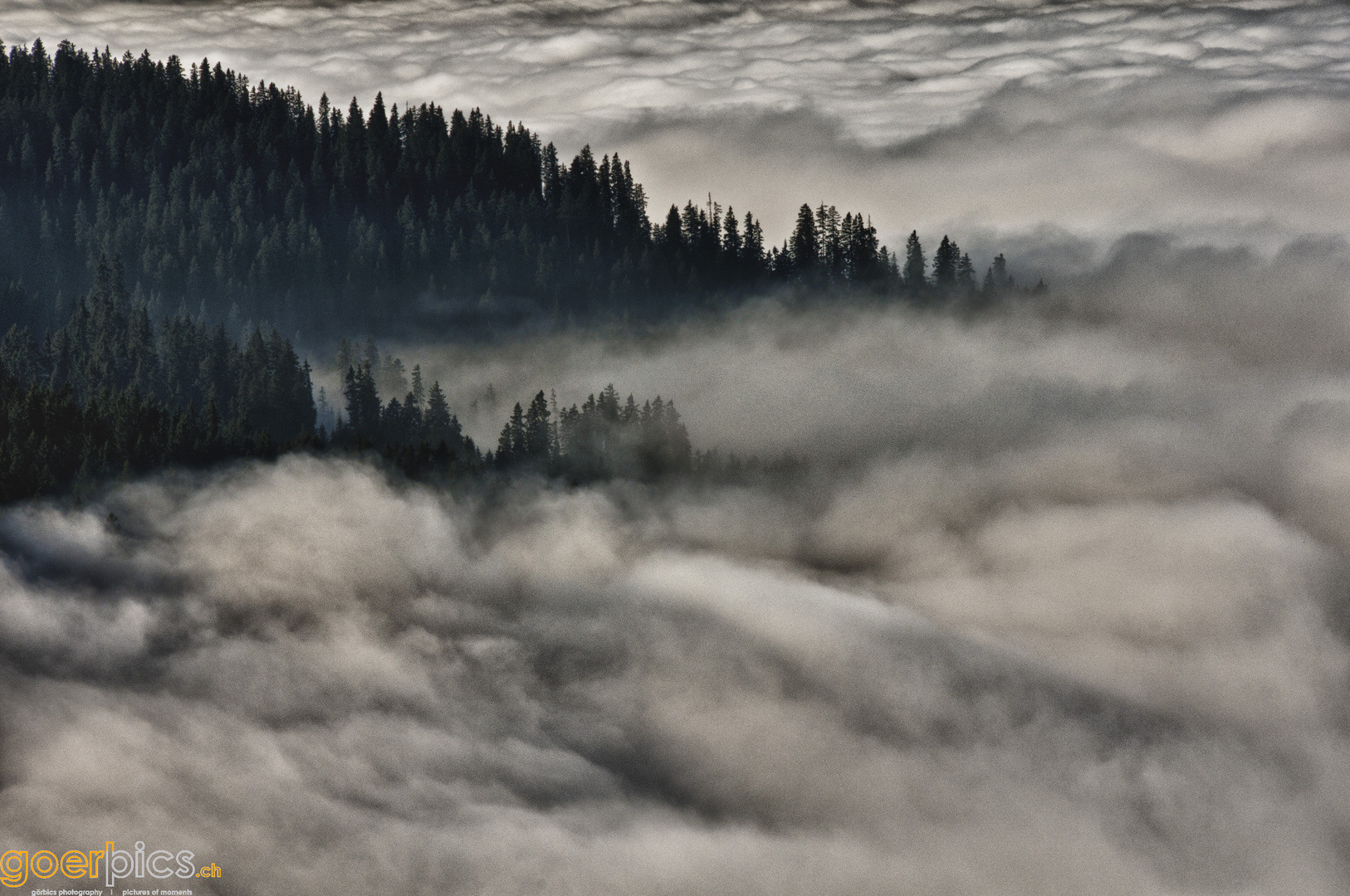 Nebelmeer trifft Wald (in HDR)