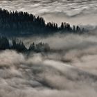 Nebelmeer trifft Wald (in HDR)