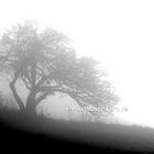 Nebelmittag Baumgespenster