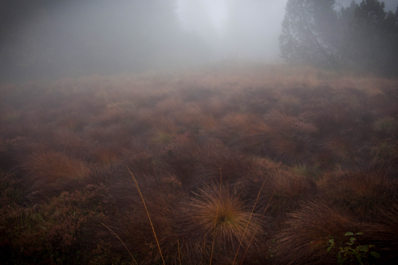 Nebelmoor - oder more Nebel?