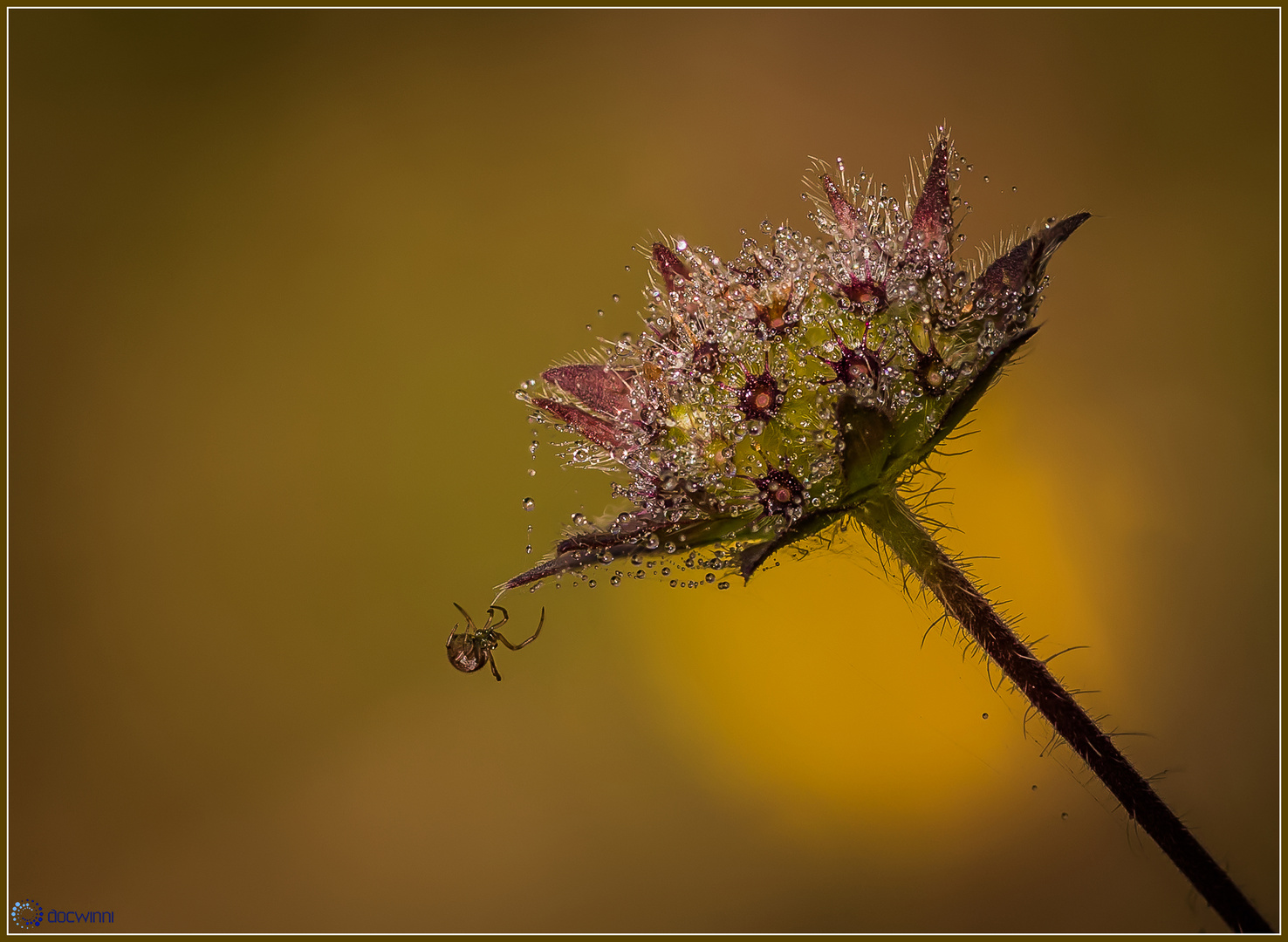 Nebelmorgen