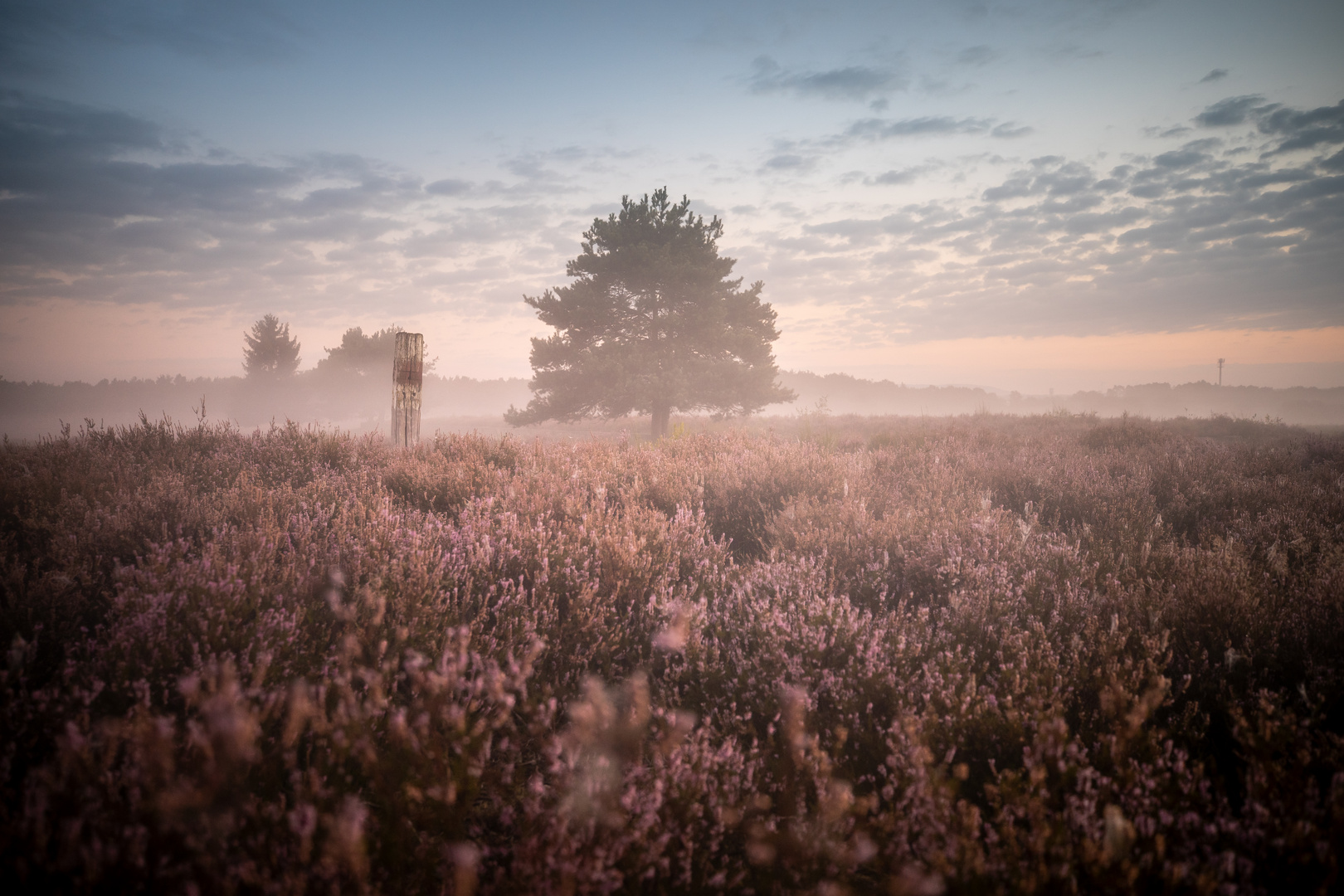 Nebelmorgen