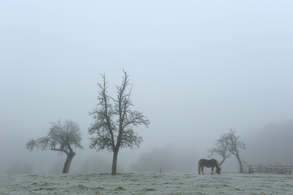 Nebelmorgen