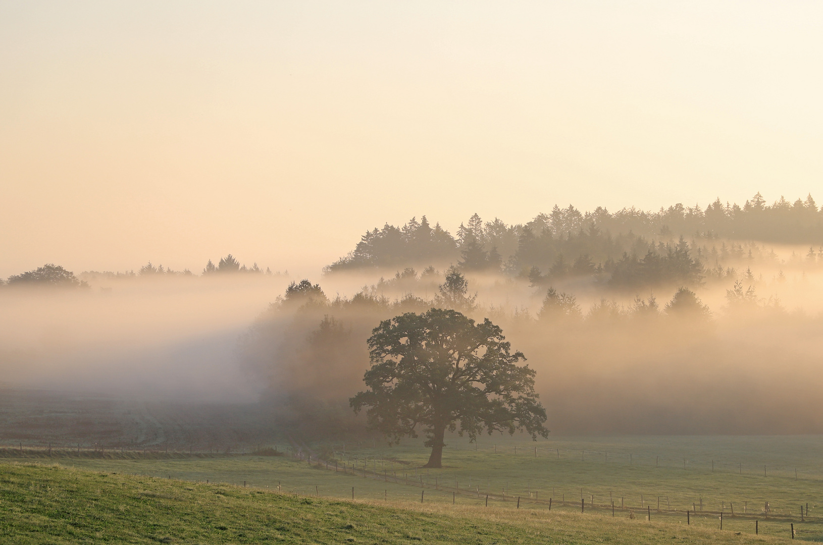 Nebelmorgen