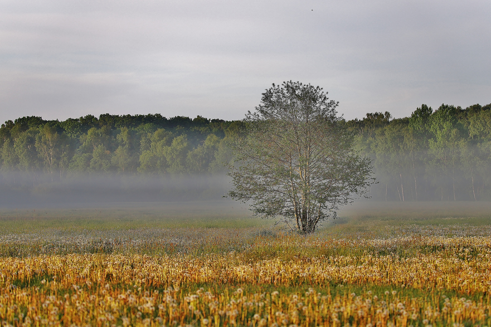 Nebelmorgen