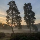 Nebelmorgen am Fliegenberg