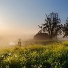 Nebelmorgen am Groeneweg