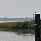 Nebelmorgen am Hafen