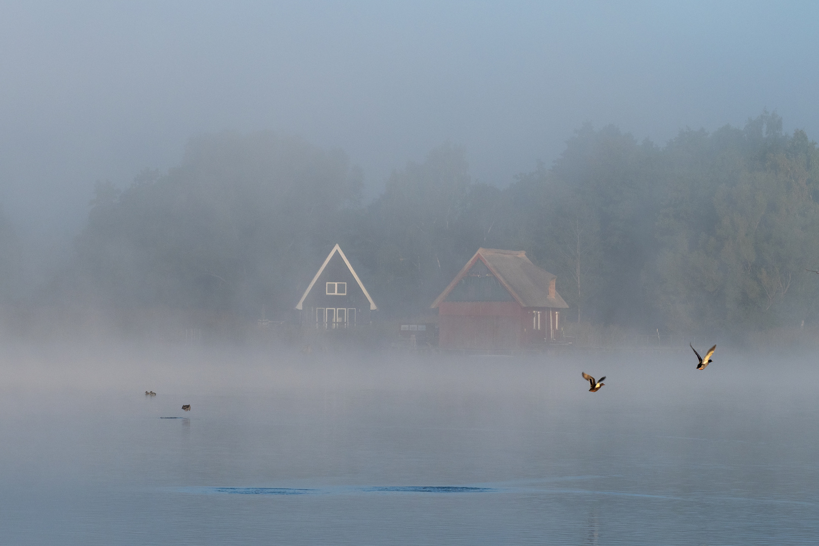 Nebelmorgen am Inselsee (5)