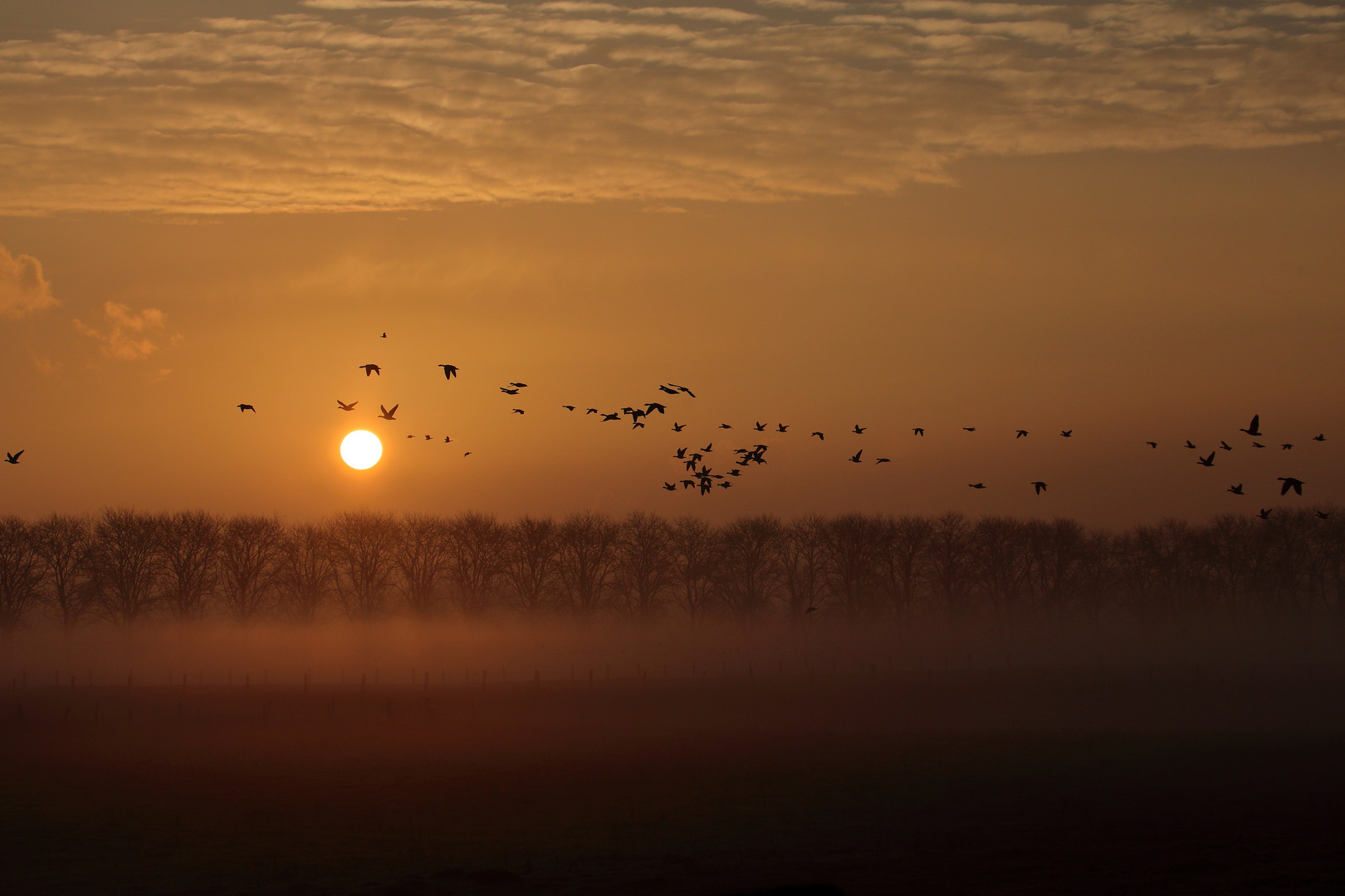 Nebelmorgen am Niederrhein