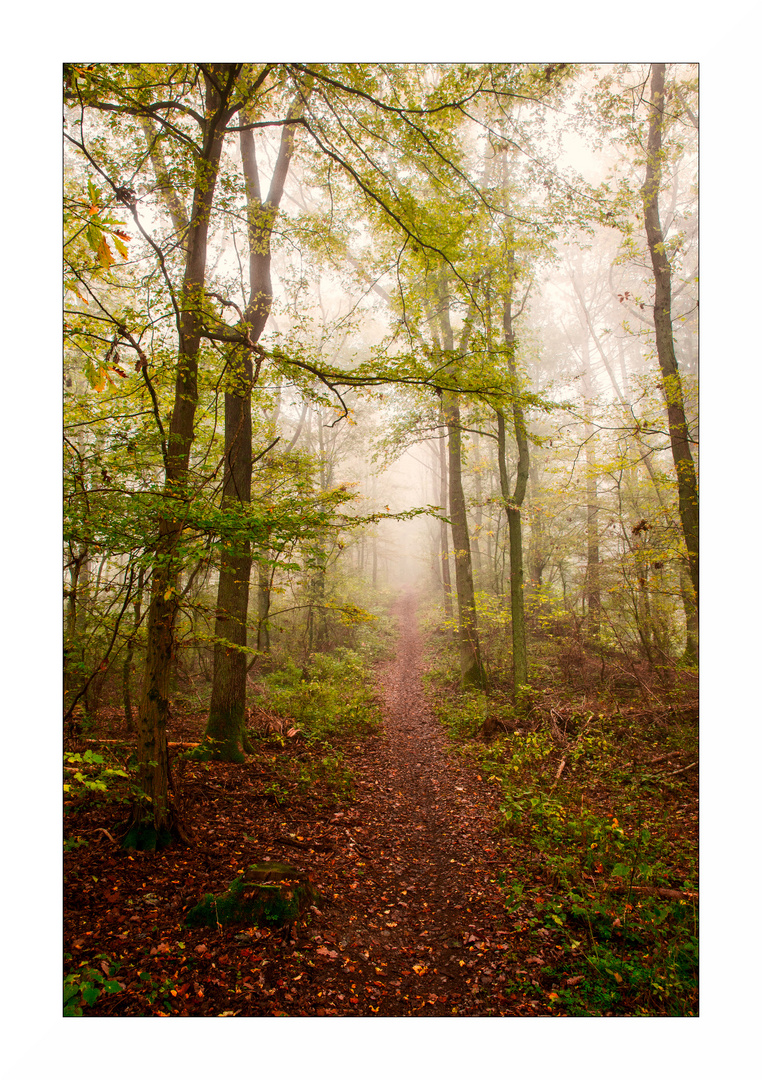 Nebelmorgen am Schwanberg