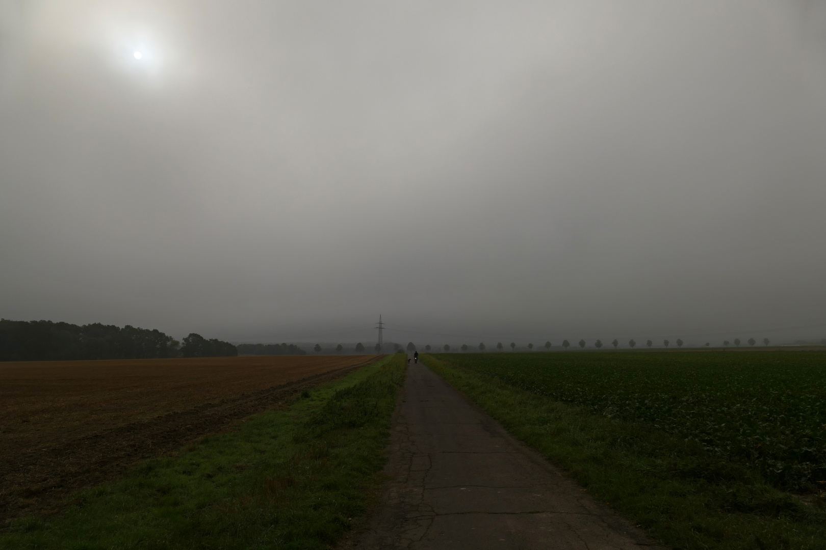 Nebelmorgen am Timmerlaher Busch