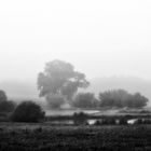 nebelmorgen am weiher