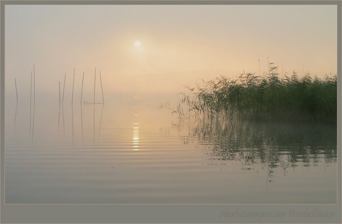 Nebelmorgen am Werbellinsee/Brandenburg