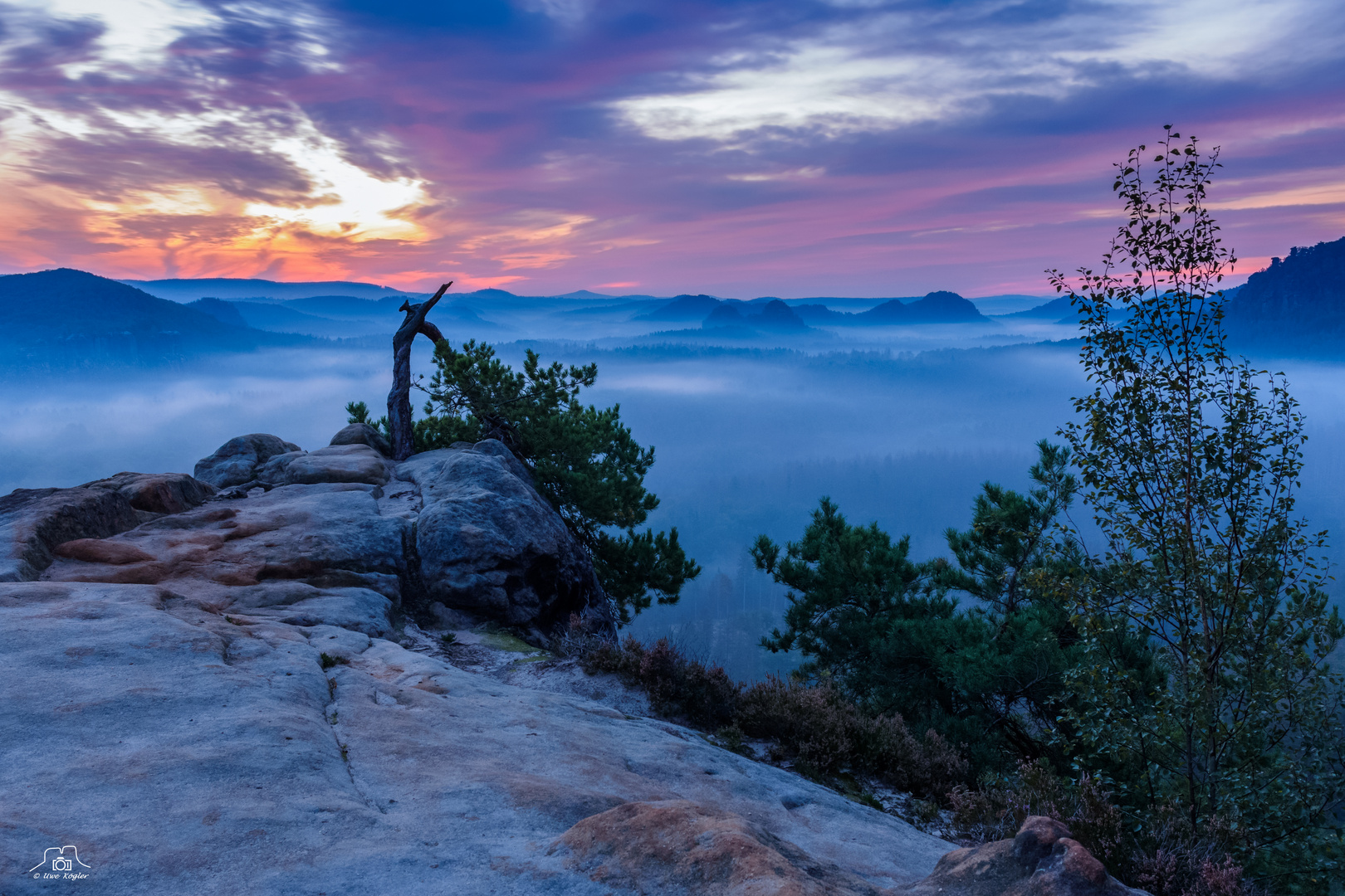 Nebelmorgen an der Stativkiefer