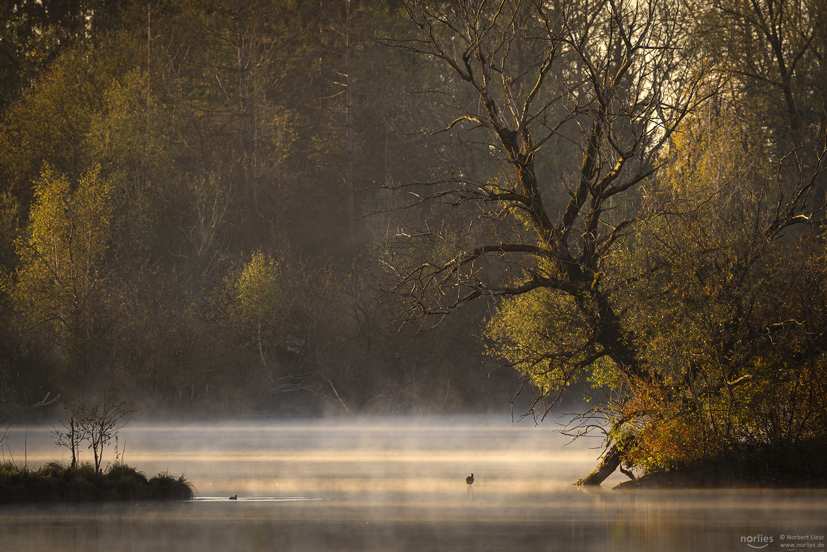 Nebelmorgen