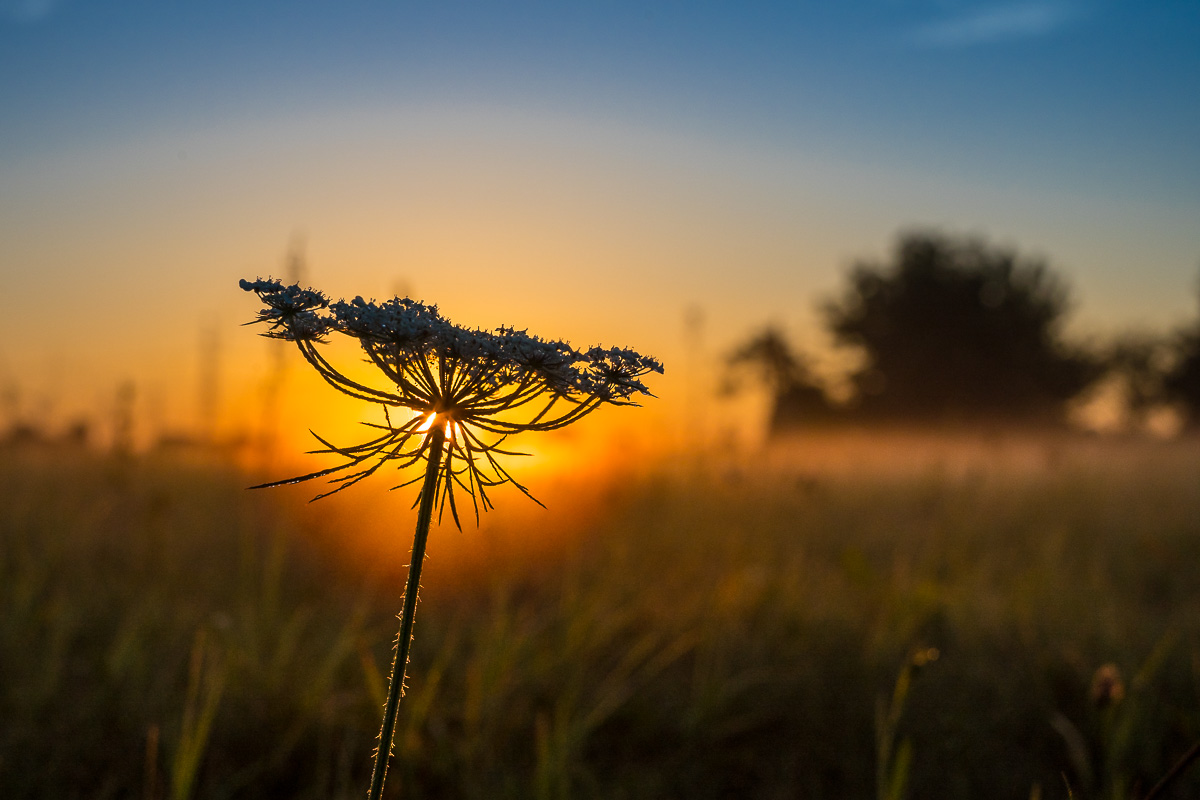 Nebelmorgen