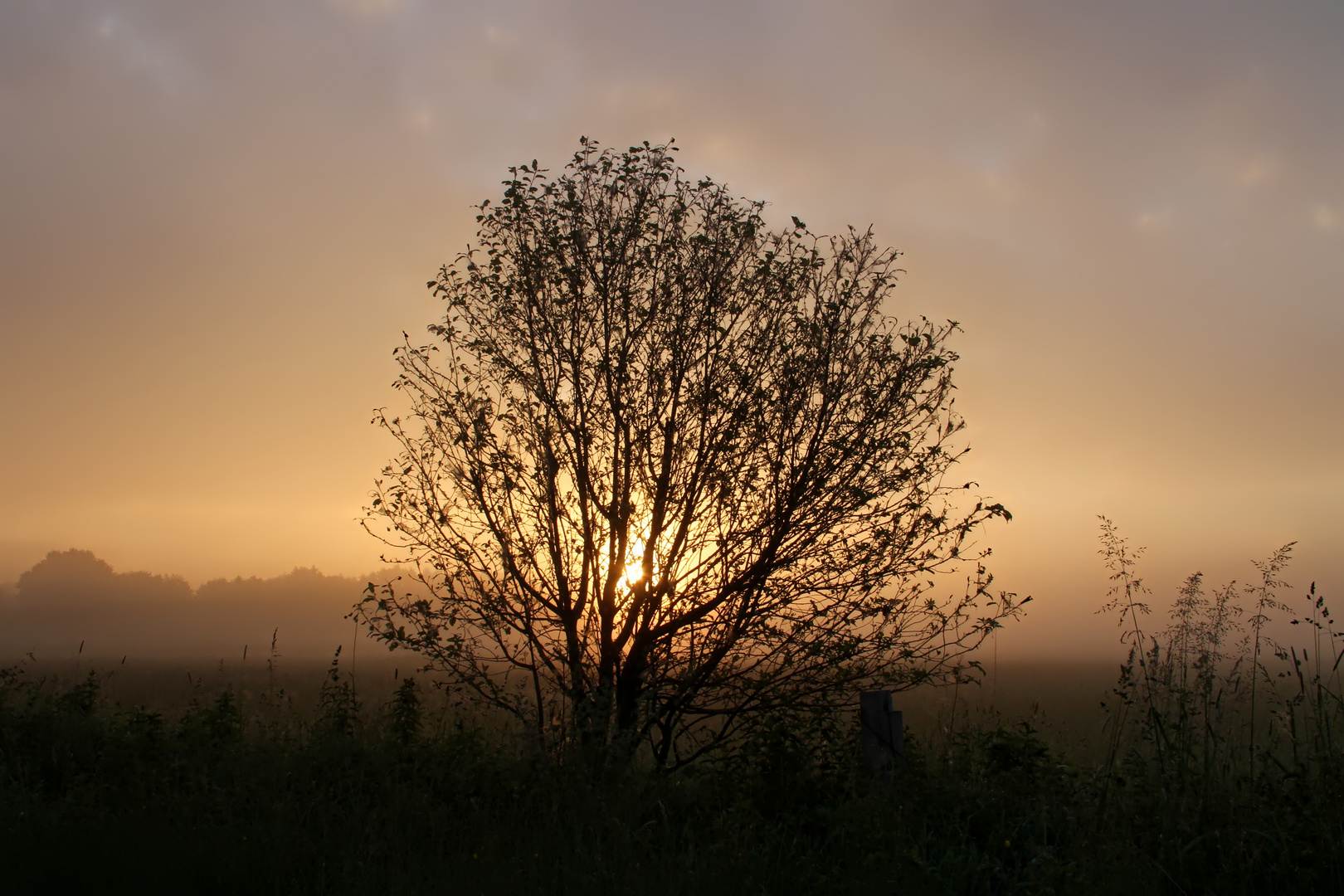 Nebelmorgen II  -  foggy morning II