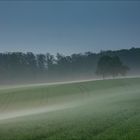 Nebelmorgen im April