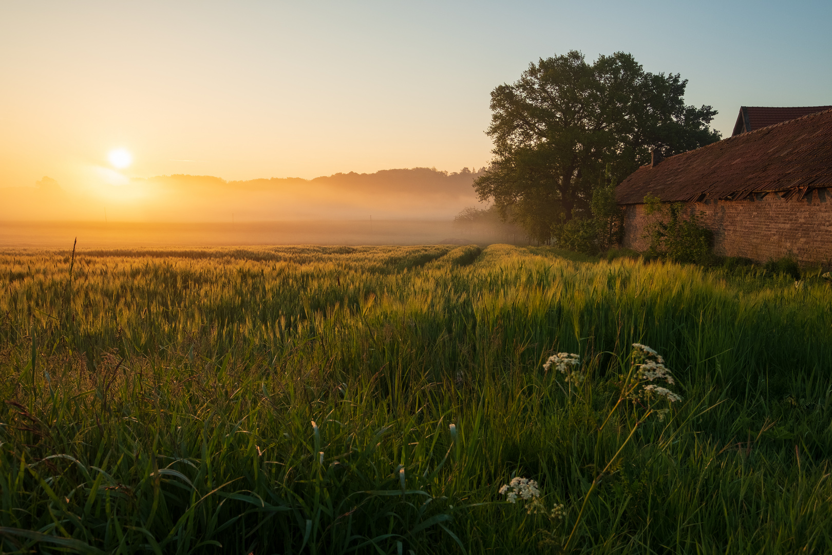 Nebelmorgen im Frühjahr