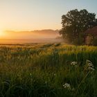 Nebelmorgen im Frühjahr