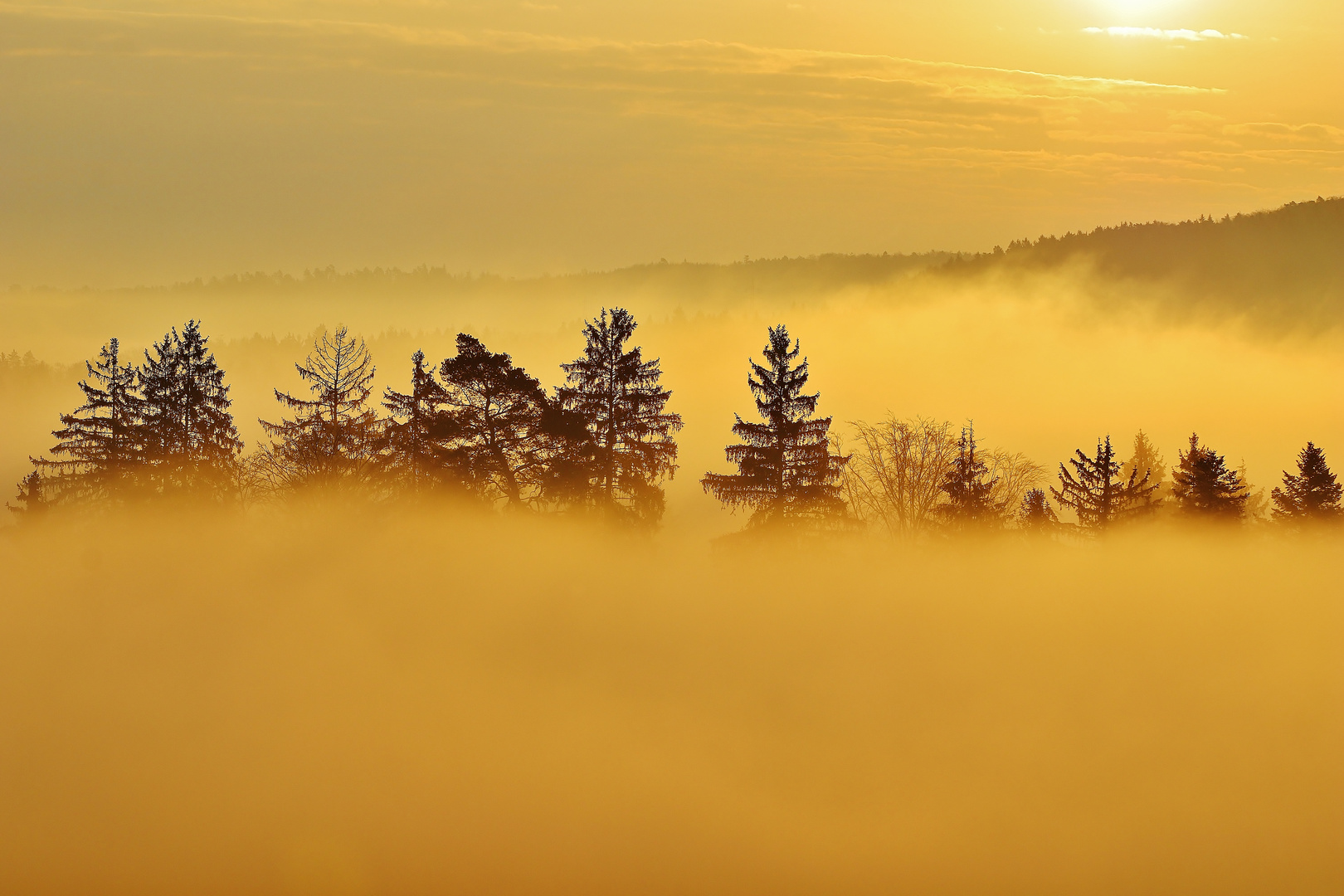 Nebelmorgen im Frühling