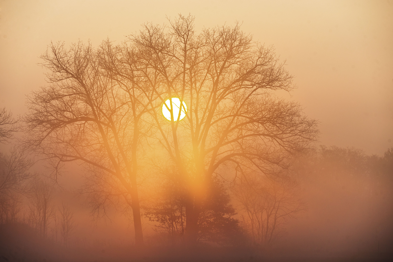 Nebelmorgen im März