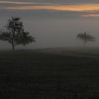 Nebelmorgen im Nordschwarzwald