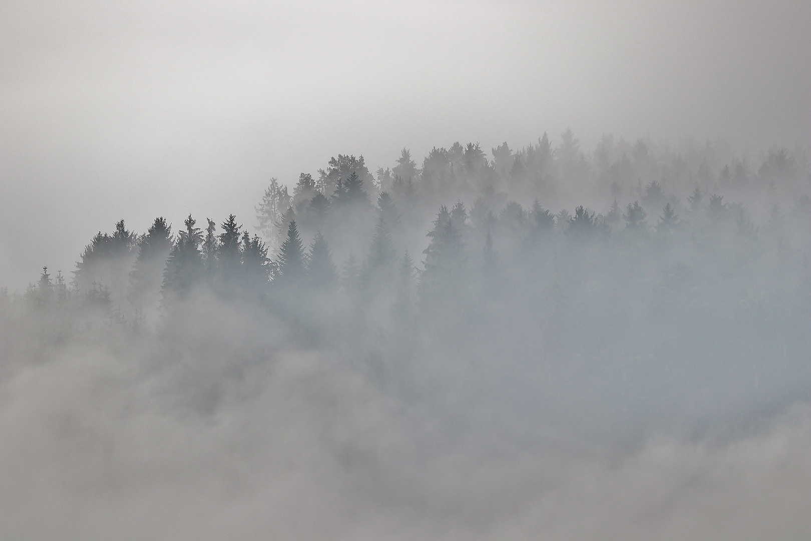 Nebelmorgen im November ( schwarz- weiß )