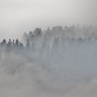 Nebelmorgen im November ( schwarz- weiß )