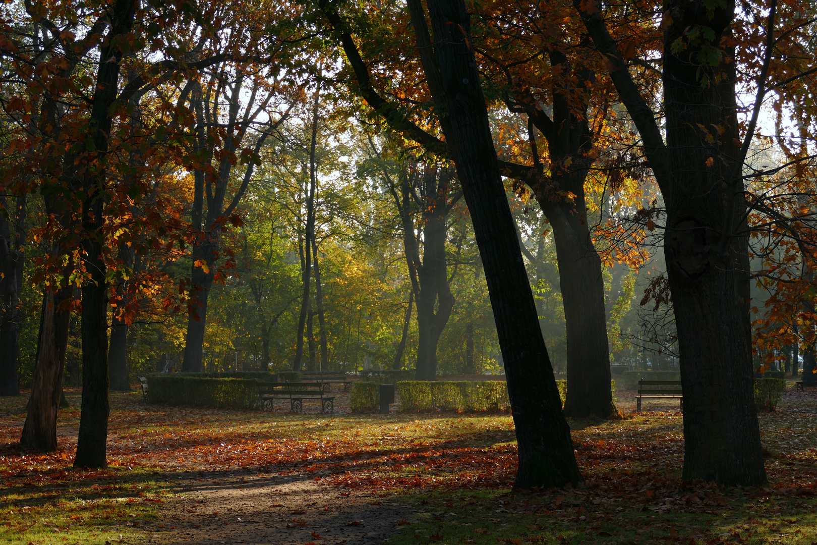 Nebelmorgen im Park