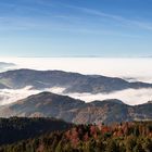 Nebelmorgen im Schwarzwald