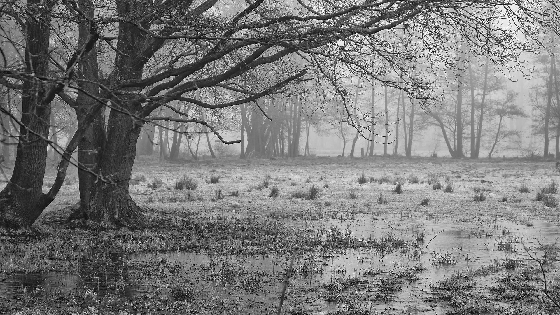 Nebelmorgen im Spreewald