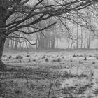 Nebelmorgen im Spreewald