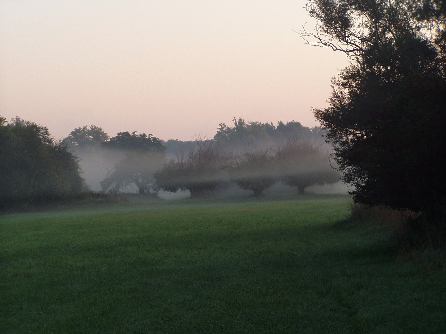 Nebelmorgen in den Rheinauen