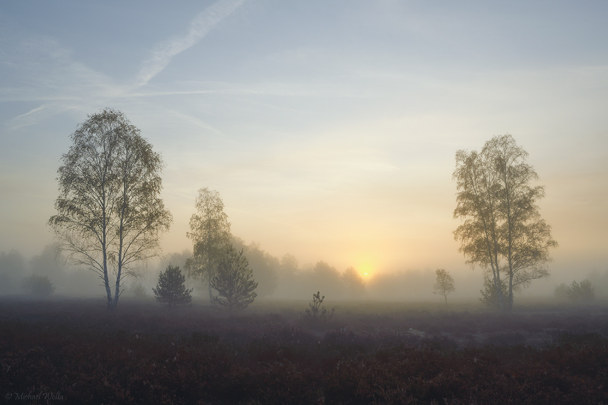 Nebelmorgen in der Heide