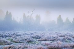 Nebelmorgen in der Heide