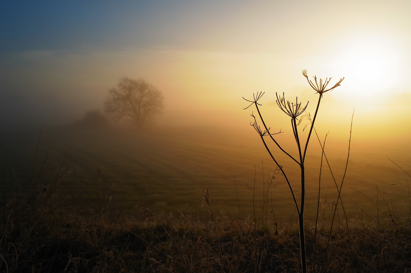 Nebelmorgen in der Lippeaue