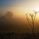 Nebelmorgen in der Lippeaue