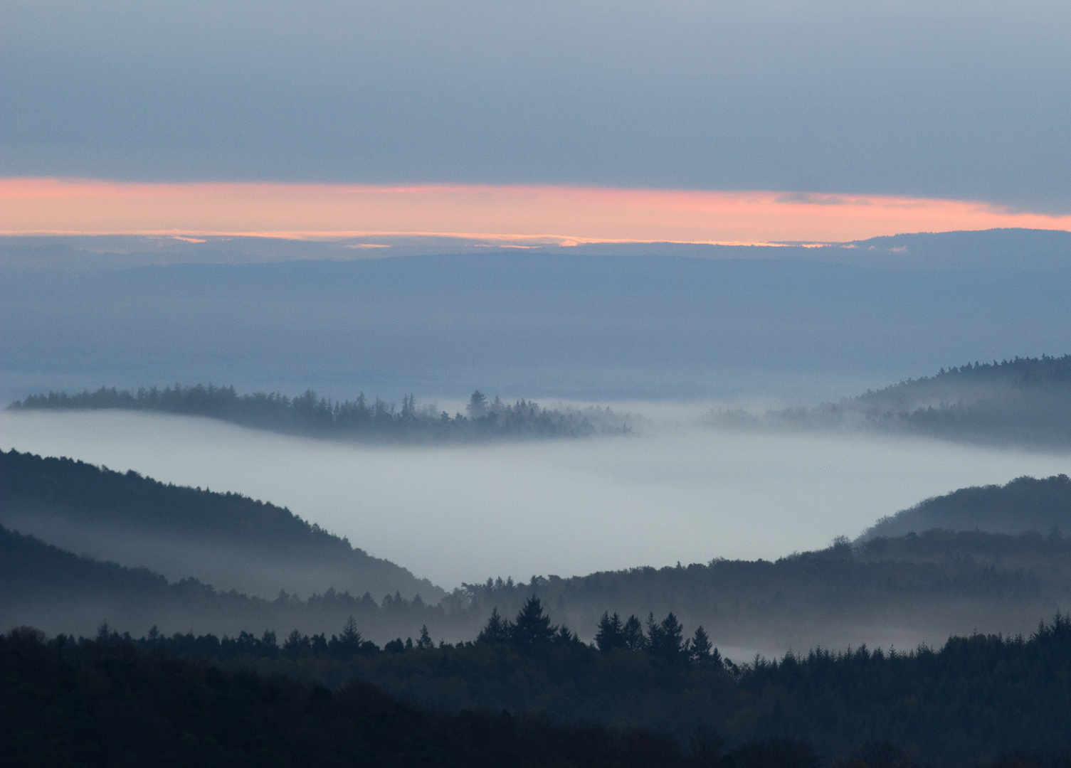 NebelMorgen in der Pfalz