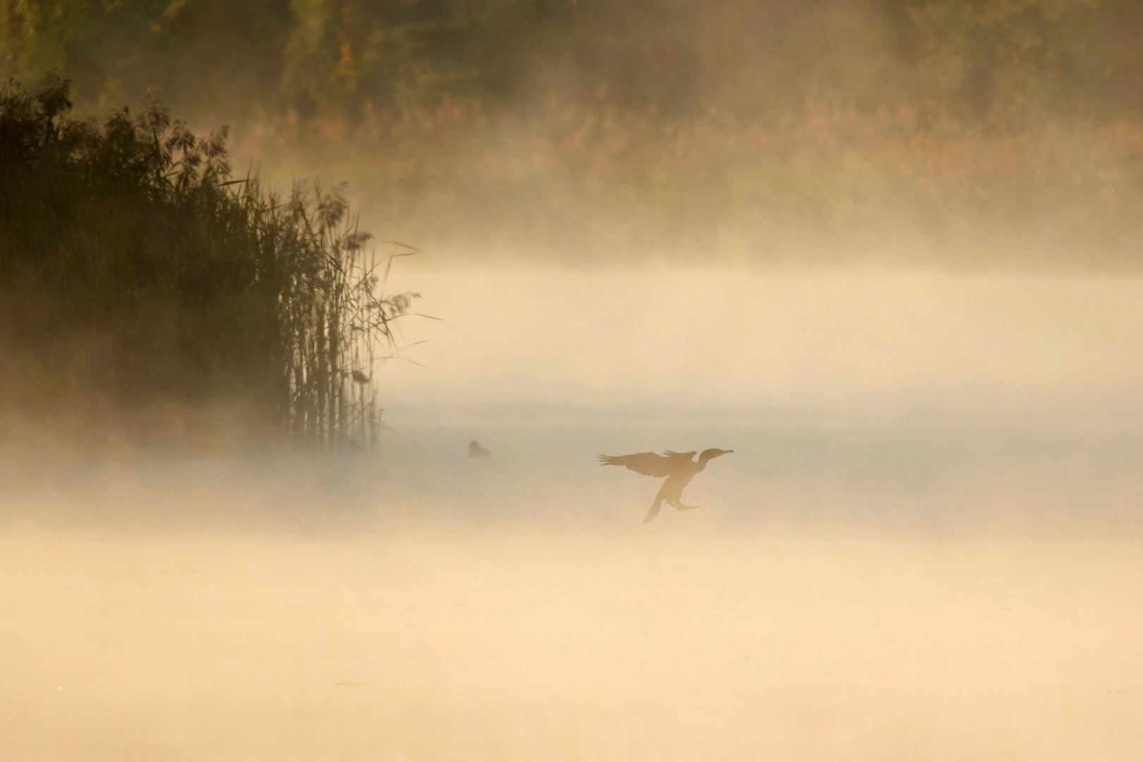 Nebelmorgen - Kormoran