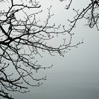 Nebelmorgenbild
