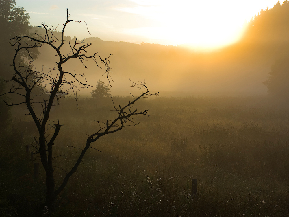 Nebelmorgenstimmung