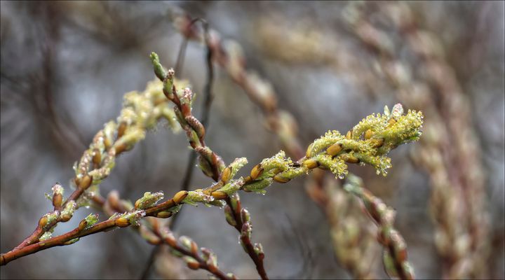 ....Nebelnasse Weidenkätzchen....