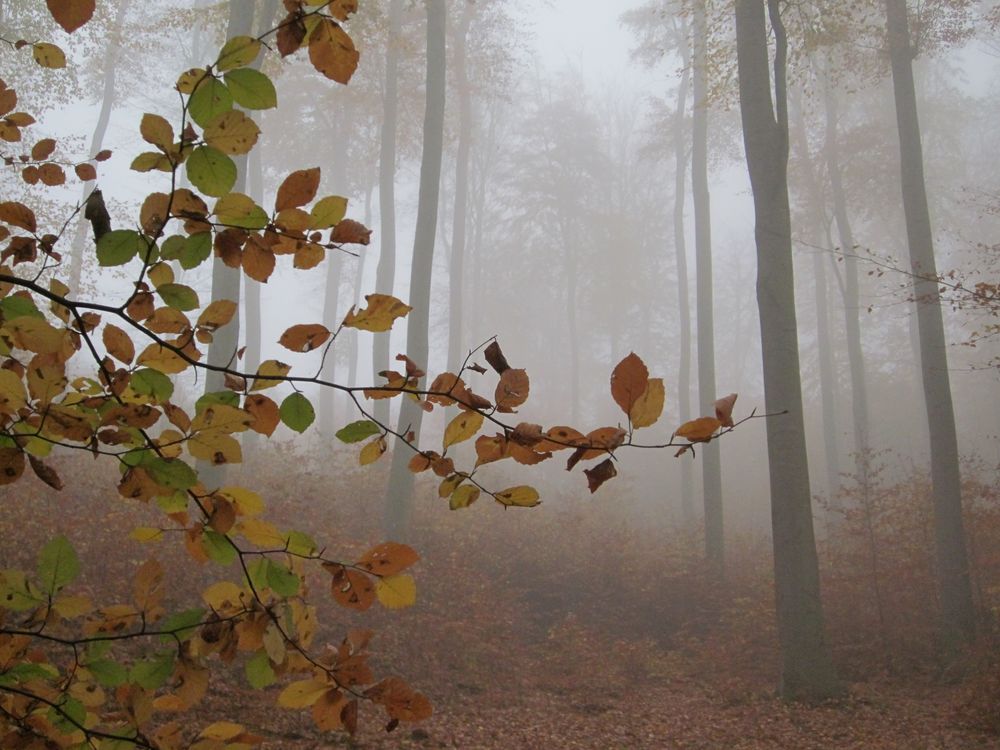 Nebel,Nebel