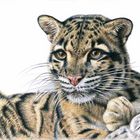 Nebelparder - Clouded Leopard