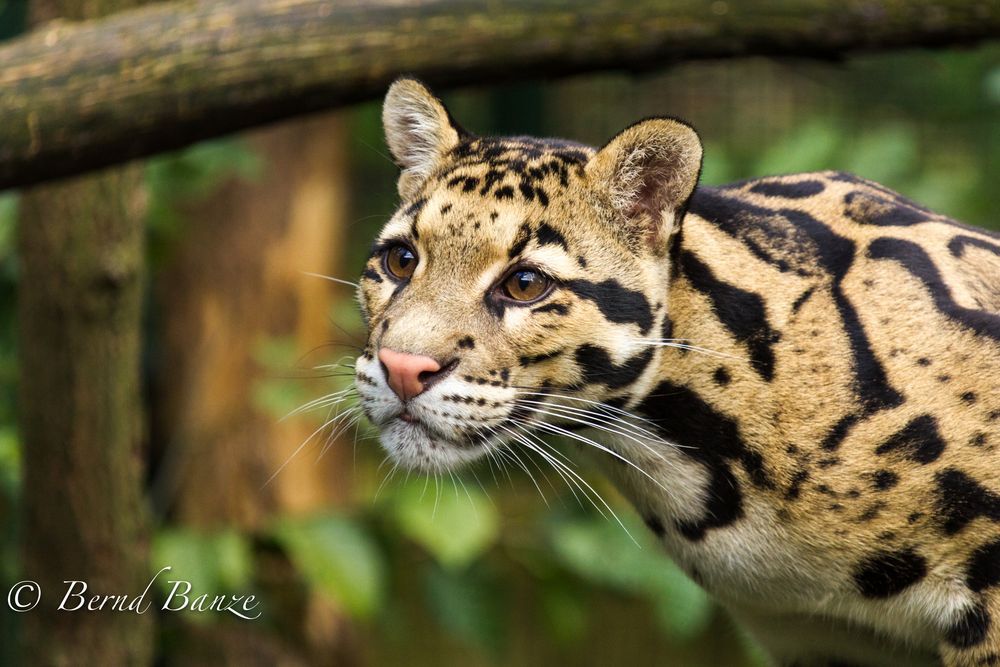 Nebelparder im Zoo Dortmund