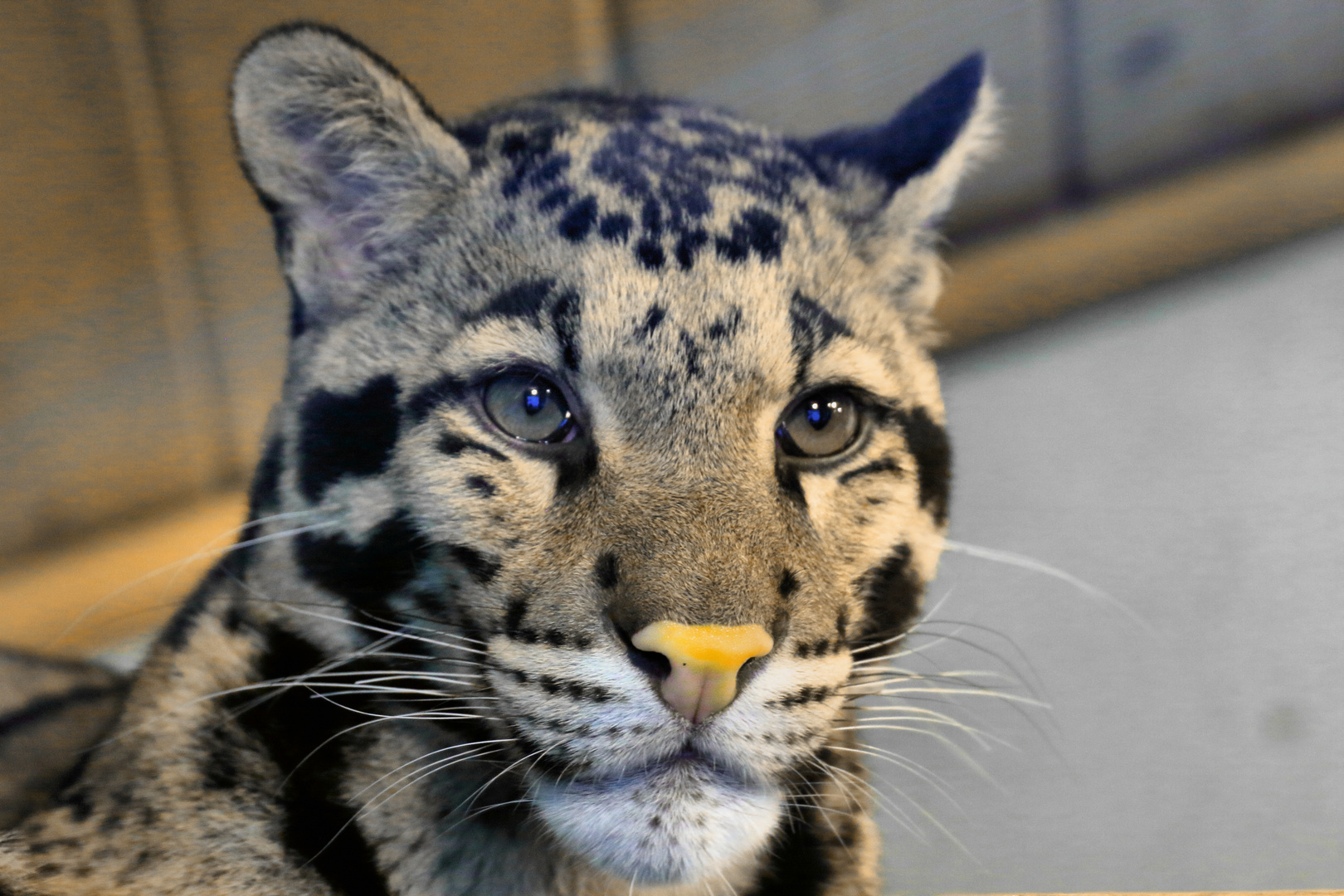 Nebelparder - Portrait - Zoo Dortmund